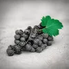 Val de Loire à 45°C : quand le patrimoine mondial transpire et que le vignoble avance ses vendanges d'un mois