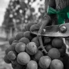 Vendanges 2026 en Val de Loire : le millésime de la canicule se cueillera fin août